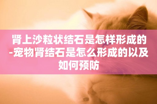 腎上沙粒狀結石是怎樣形成的-寵物腎結石是怎么形成的以及如何預防