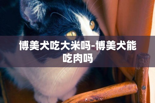 博美犬吃大米嗎-博美犬能吃肉嗎