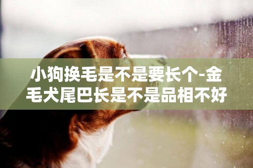 小狗換毛是不是要長個-金毛犬尾巴長是不是品相不好