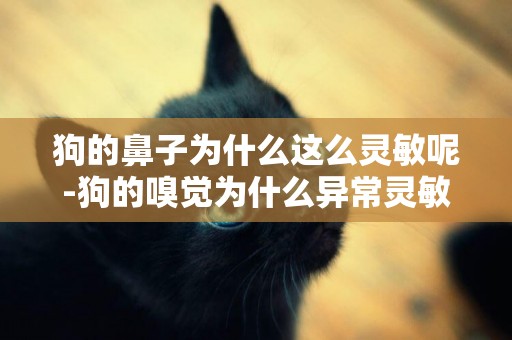 狗的鼻子為什么這么靈敏呢-狗的嗅覺為什么異常靈敏