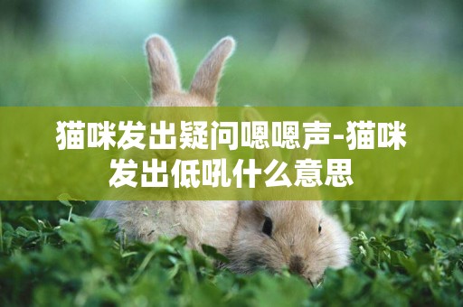 貓咪發出疑問嗯嗯聲-貓咪發出低吼什么意思