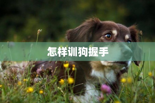 怎樣訓狗握手