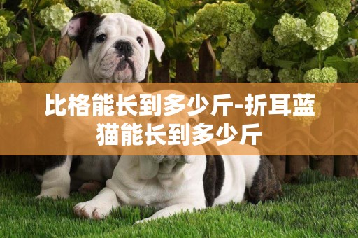 比格能長到多少斤-折耳藍貓能長到多少斤