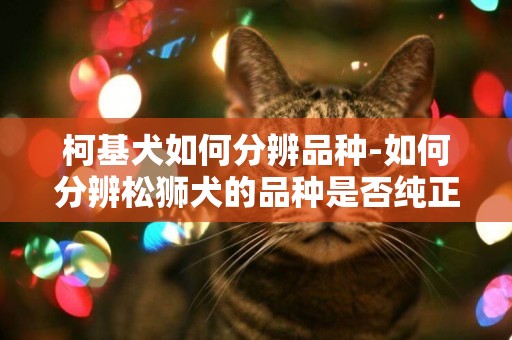 柯基犬如何分辨品種-如何分辨松獅犬的品種是否純正
