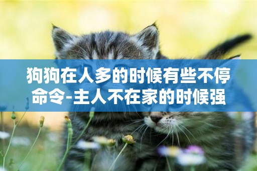 狗狗在人多的時候有些不停命令-主人不在家的時候強吻狗狗