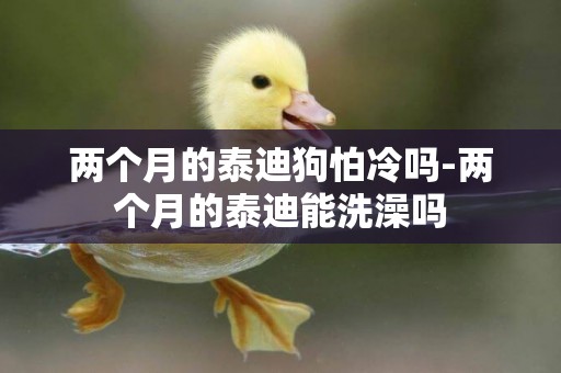 兩個月的泰迪狗怕冷嗎-兩個月的泰迪能洗澡嗎