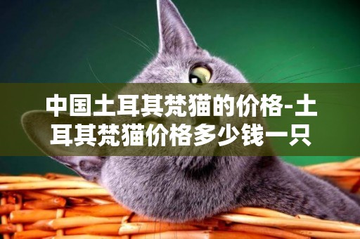 中國土耳其梵貓的價格-土耳其梵貓價格多少錢一只