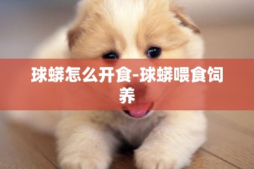 球蟒怎么開食-球蟒喂食飼養