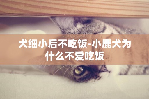 犬細小后不吃飯-小鹿犬為什么不愛吃飯