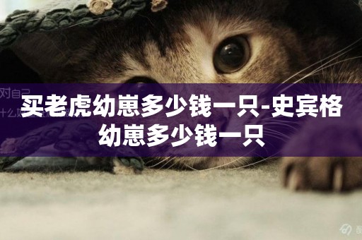 買老虎幼崽多少錢一只-史賓格幼崽多少錢一只