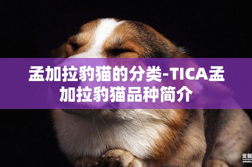 孟加拉豹貓的分類-TICA孟加拉豹貓品種簡介