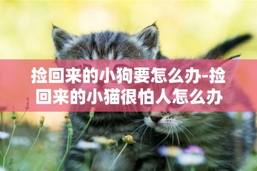 撿回來的小狗要怎么辦-撿回來的小貓很怕人怎么辦