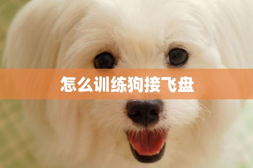 怎么訓練狗接飛盤