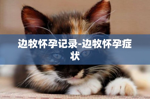 邊牧懷孕記錄-邊牧懷孕癥狀