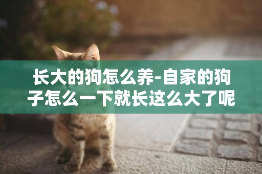 長大的狗怎么養-自家的狗子怎么一下就長這么大了呢
