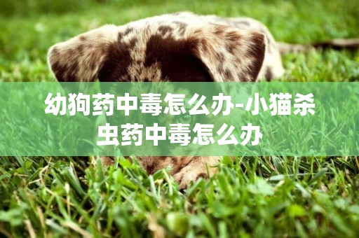 幼狗藥中毒怎么辦-小貓殺蟲藥中毒怎么辦