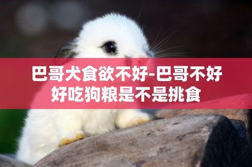 巴哥犬食欲不好-巴哥不好好吃狗糧是不是挑食