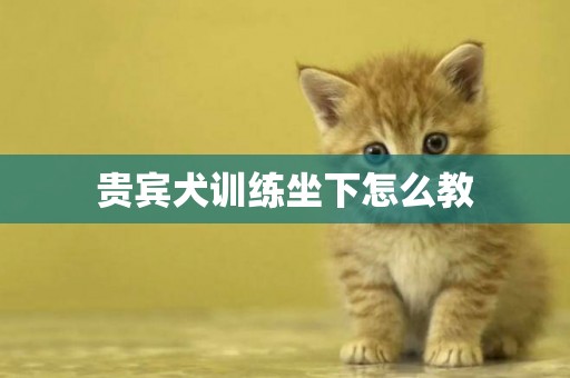 貴賓犬訓練坐下怎么教