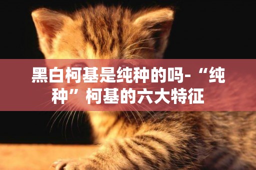 黑白柯基是純種的嗎-“純種”柯基的六大特征