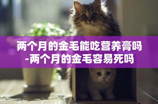 兩個月的金毛能吃營養膏嗎-兩個月的金毛容易死嗎