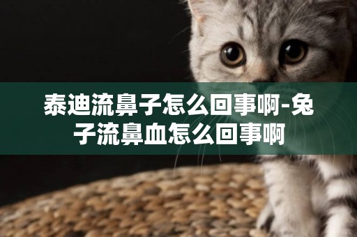 泰迪流鼻子怎么回事啊-兔子流鼻血怎么回事啊