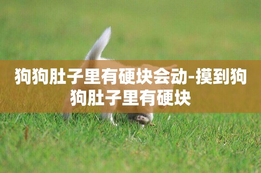 狗狗肚子里有硬塊會動-摸到狗狗肚子里有硬塊