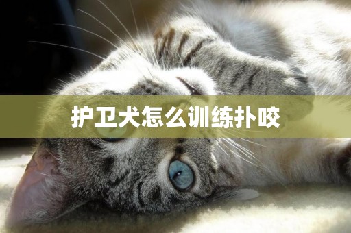 護衛犬怎么訓練撲咬