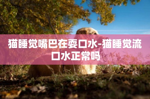 貓睡覺嘴巴在耍口水-貓睡覺流口水正常嗎
