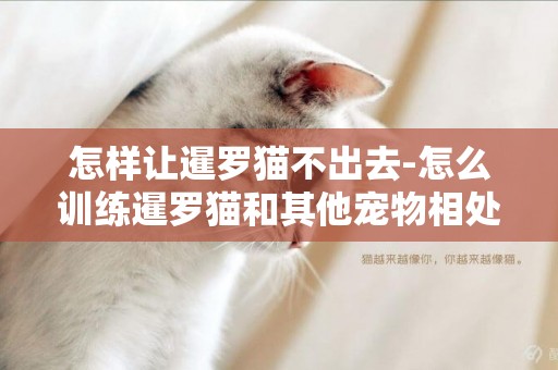 怎樣讓暹羅貓不出去-怎么訓練暹羅貓和其他寵物相處