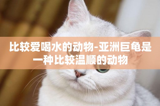 比較愛喝水的動物-亞洲巨龜是一種比較溫順的動物