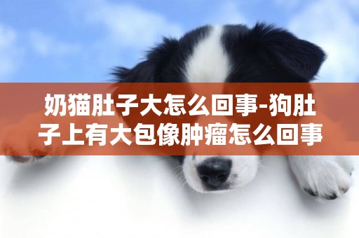 奶貓肚子大怎么回事-狗肚子上有大包像腫瘤怎么回事