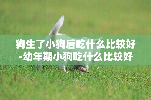狗生了小狗后吃什么比較好-幼年期小狗吃什么比較好