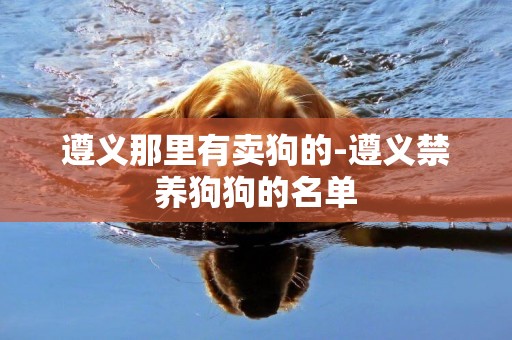 遵義那里有賣狗的-遵義禁養狗狗的名單