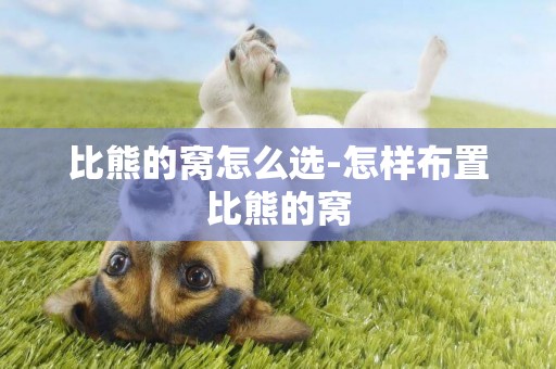比熊的窩怎么選-怎樣布置比熊的窩