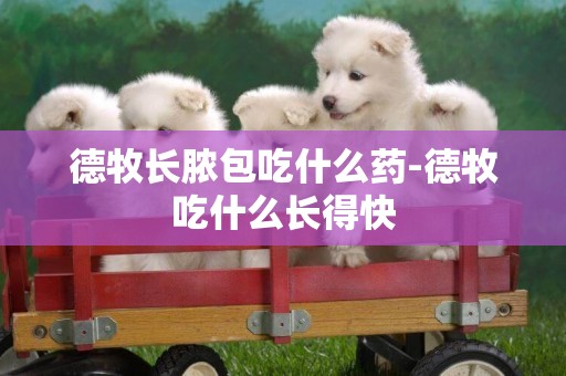德牧長膿包吃什么藥-德牧吃什么長得快
