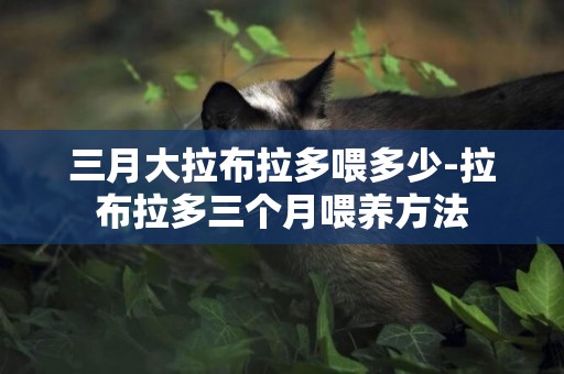 三月大拉布拉多喂多少-拉布拉多三個月喂養方法