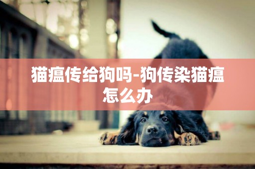 貓瘟傳給狗嗎-狗傳染貓瘟怎么辦