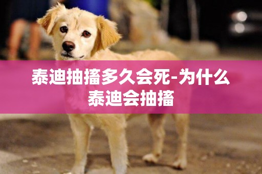 泰迪抽搐多久會死-為什么泰迪會抽搐