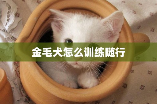 金毛犬怎么訓練隨行