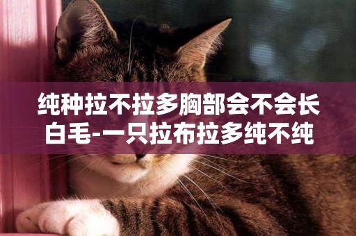 純種拉不拉多胸部會不會長白毛-一只拉布拉多純不純種