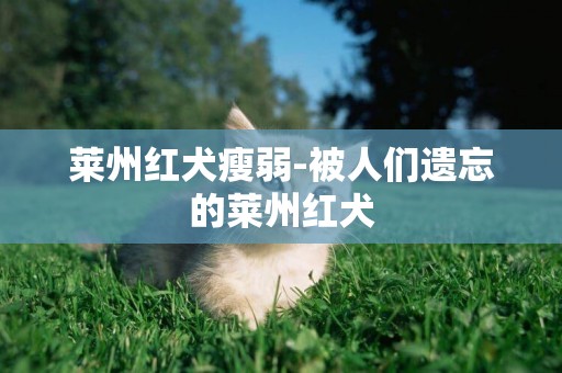 萊州紅犬瘦弱-被人們遺忘的萊州紅犬