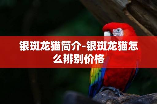 銀斑龍貓簡介-銀斑龍貓怎么辨別價格