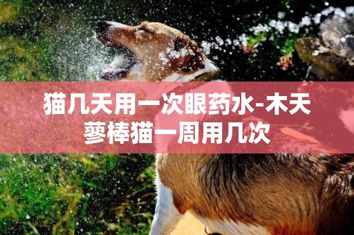 貓幾天用一次眼藥水-木天蓼棒貓一周用幾次