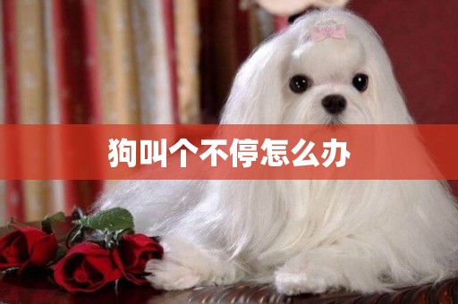 狗叫個不停怎么辦
