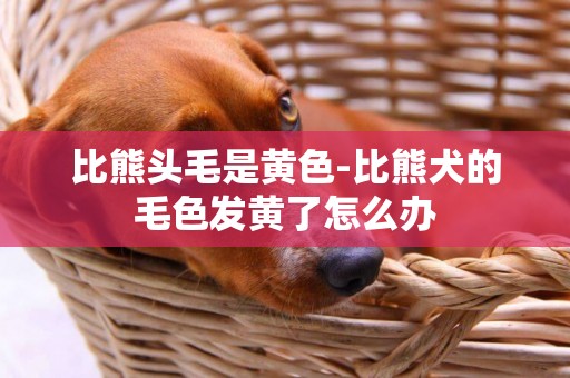 比熊頭毛是黃色-比熊犬的毛色發黃了怎么辦