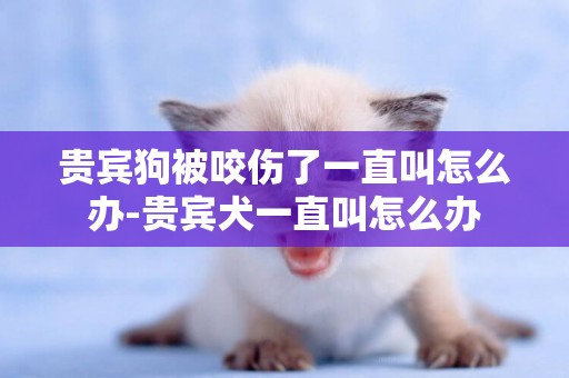 貴賓狗被咬傷了一直叫怎么辦-貴賓犬一直叫怎么辦