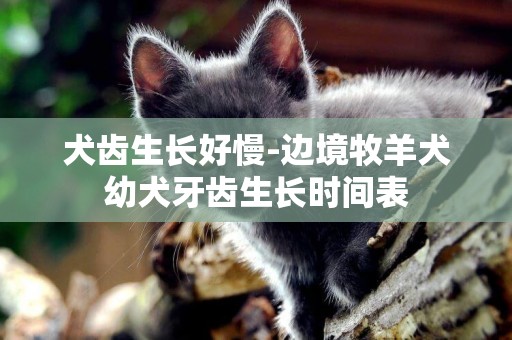 犬齒生長好慢-邊境牧羊犬幼犬牙齒生長時間表