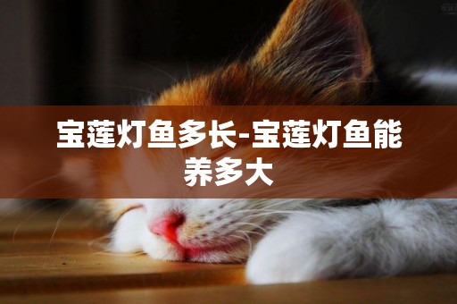 寶蓮燈魚多長-寶蓮燈魚能養多大
