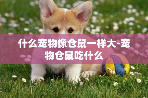 什么寵物像倉鼠一樣大-寵物倉鼠吃什么