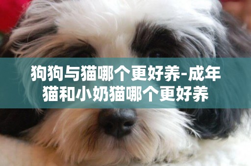 狗狗與貓哪個更好養-成年貓和小奶貓哪個更好養